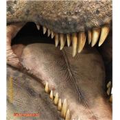 T-Rex Head Life-Size Statue Open Mouth Oxmox Muckle