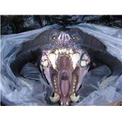 The Lord of the Rings Balrog Monument Wall Mount Life-Size Gentle Giant